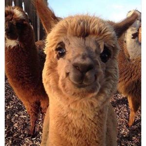 Meet your Posher, Andrea